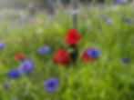 A vibrant garden filled with a variety of colorful flowers in full bloom under bright sunlight.