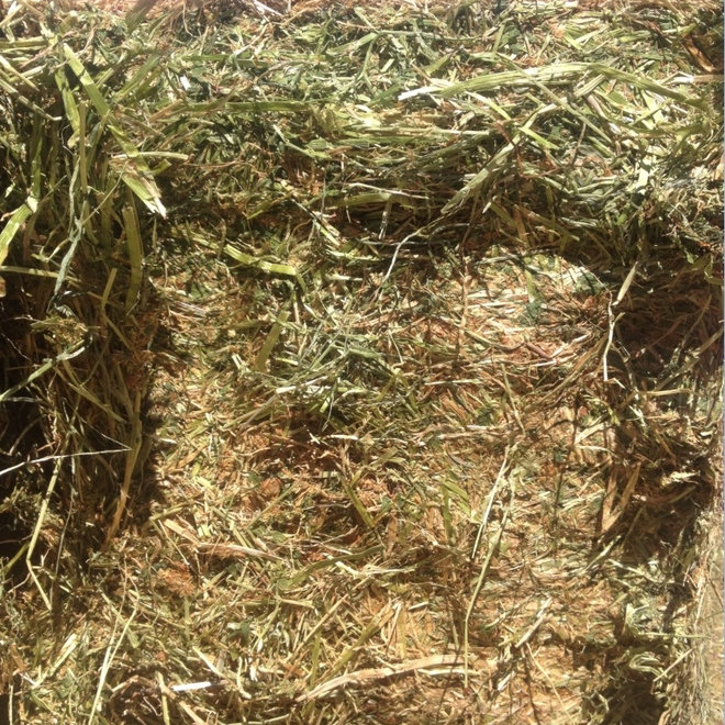 Grass Hay Bale (clover/rye) grainstore