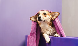 corgi-dog-violet-towel-sitting-bath-tub-after-grooming-procedures.jpg