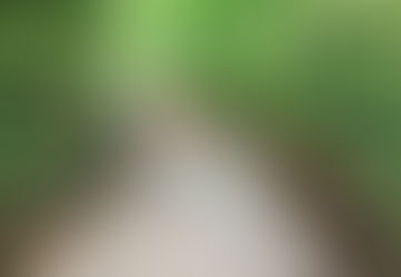 Singapore Hiking: 10Km Hike @ Bukit Timah Nature Reserve