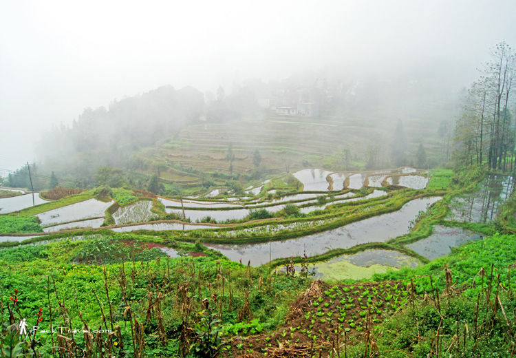 Field growing veggies