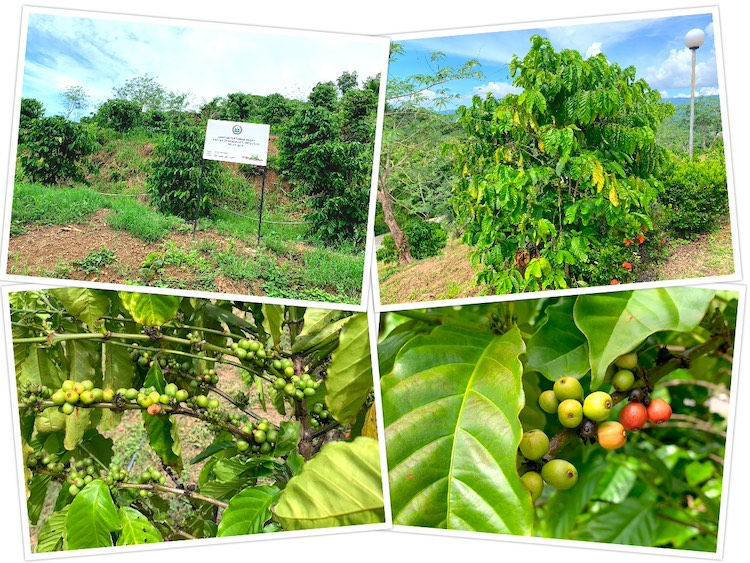 Robusta coffee plant & fruits @ Fatt Choi Coffee Cabin