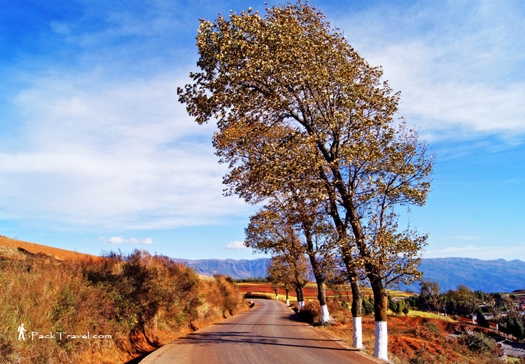 Trees by the road
