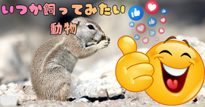 いつか飼ってみたい動物