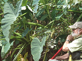 Invasive Plants: Taro | Save the Cahaba