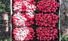 Framboise.jpg