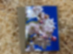 Cherry Blossom, Greeting Card