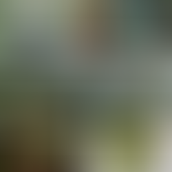 Trending House Plants