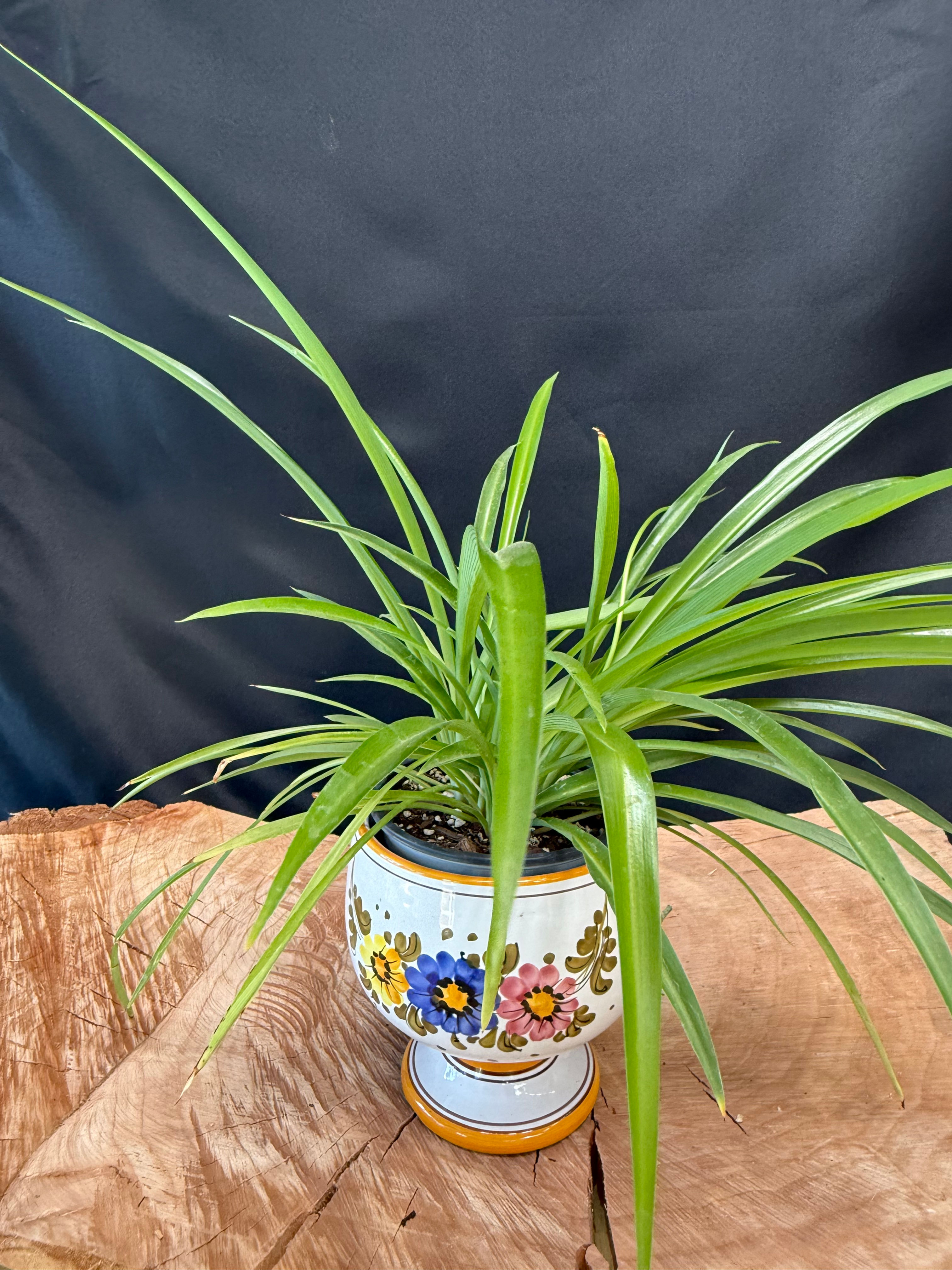 Spider plant