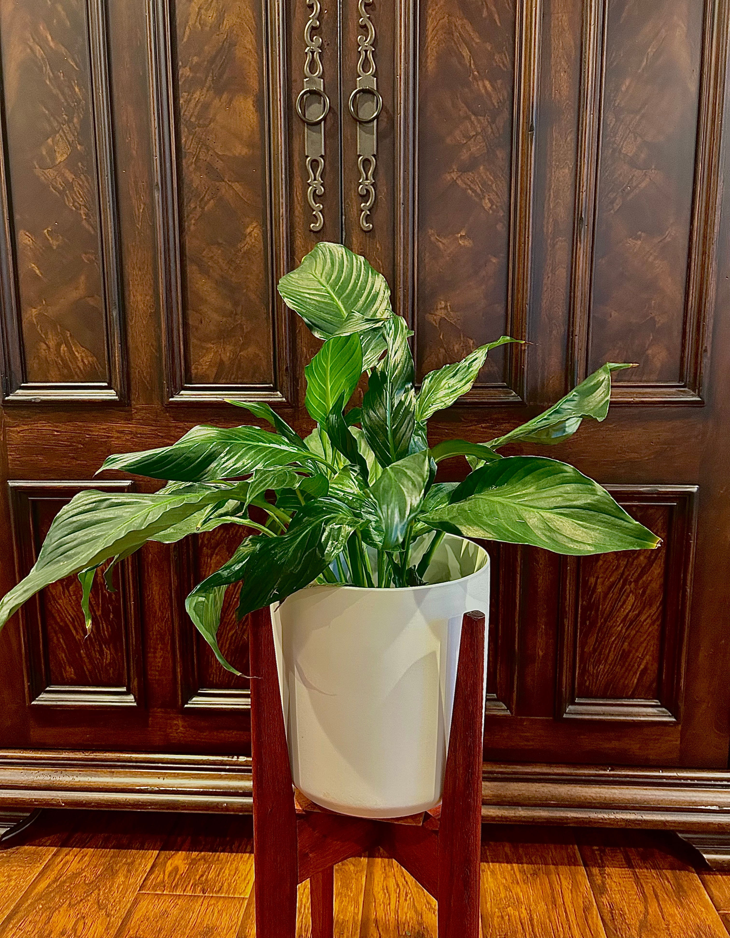 Peace lilly