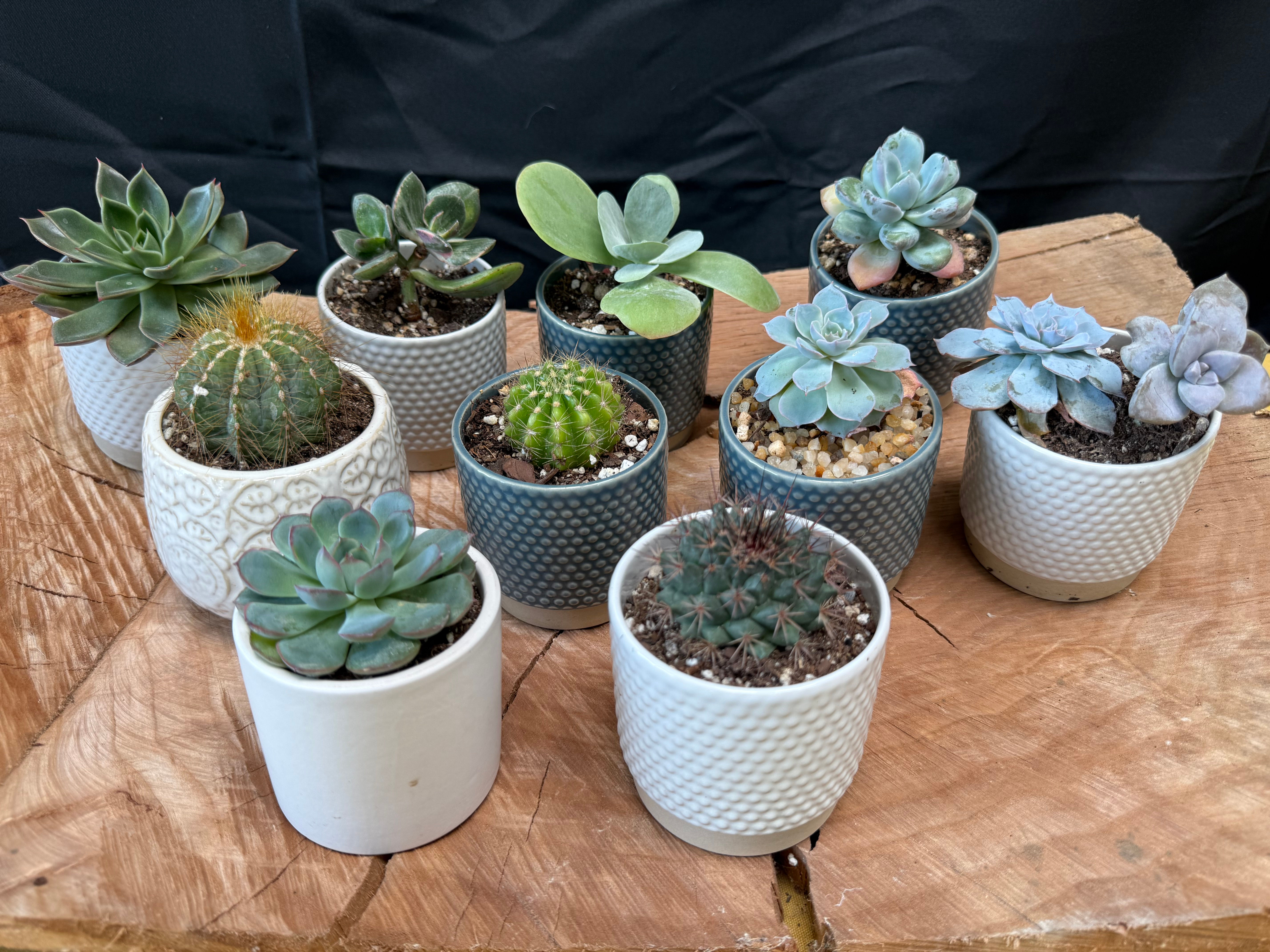 Mixed cactus and succulents