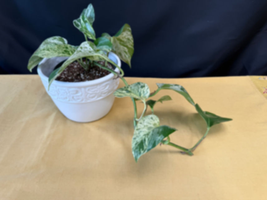 Pothos marble queen