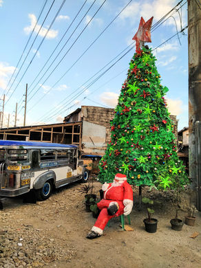 In search of the perfect Christmas tree.