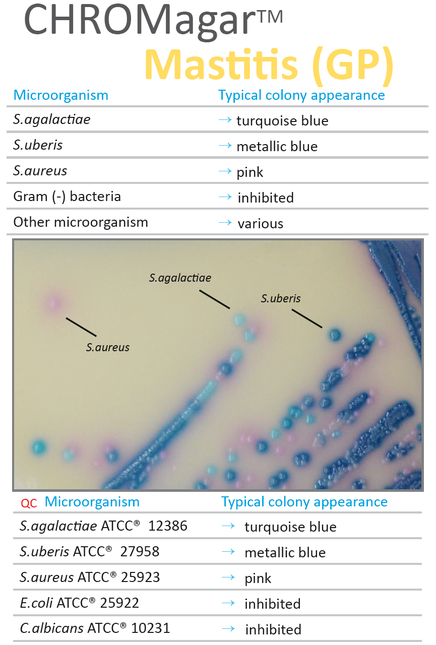 Mastitis GP