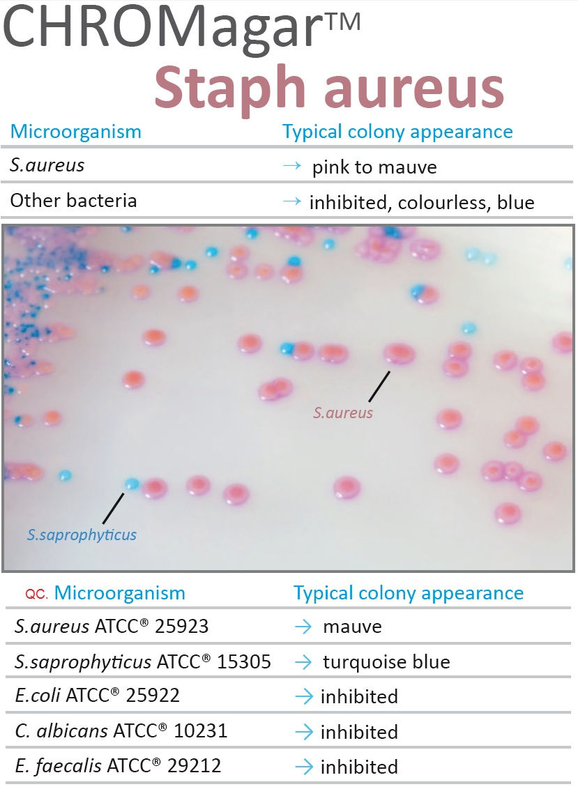 Staph.aureus