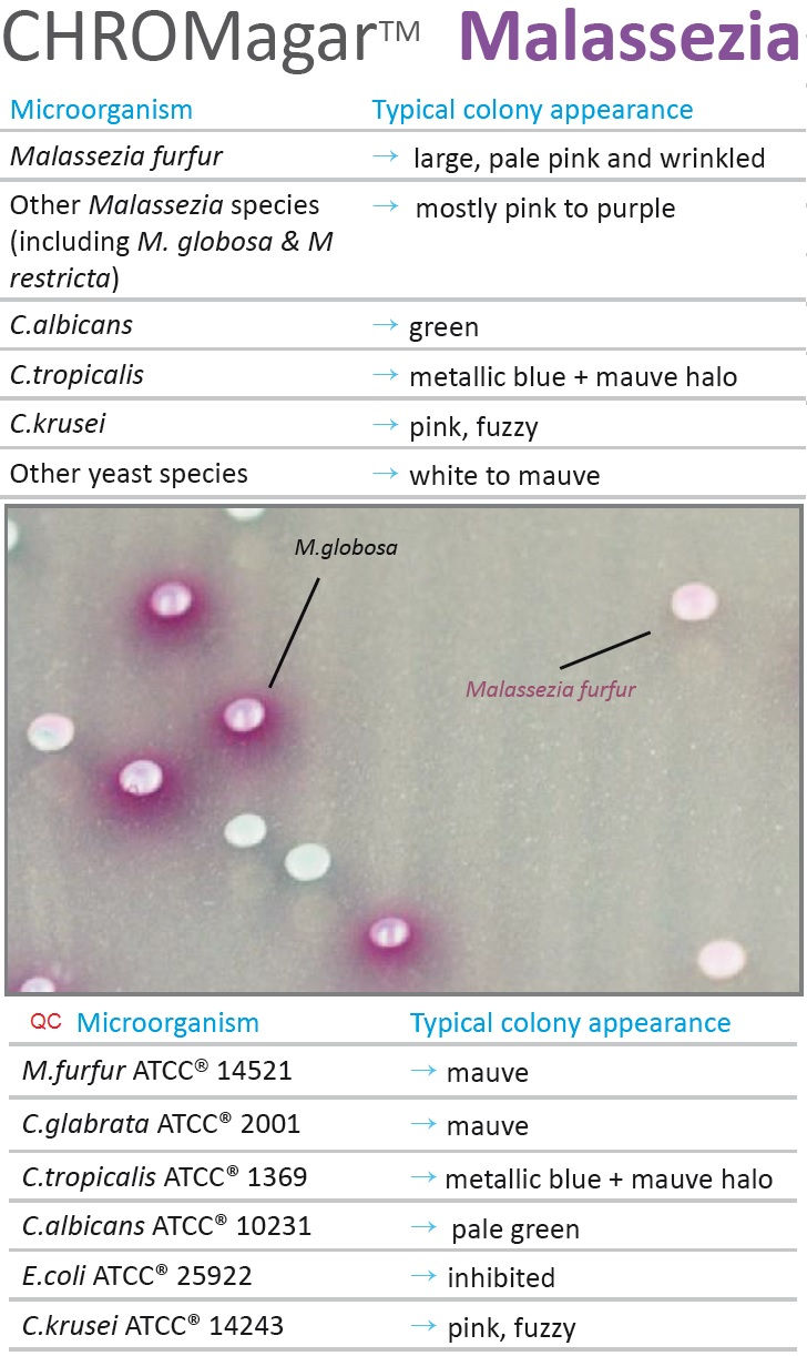 Malassezia