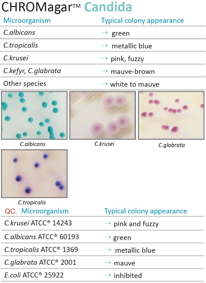 Candida