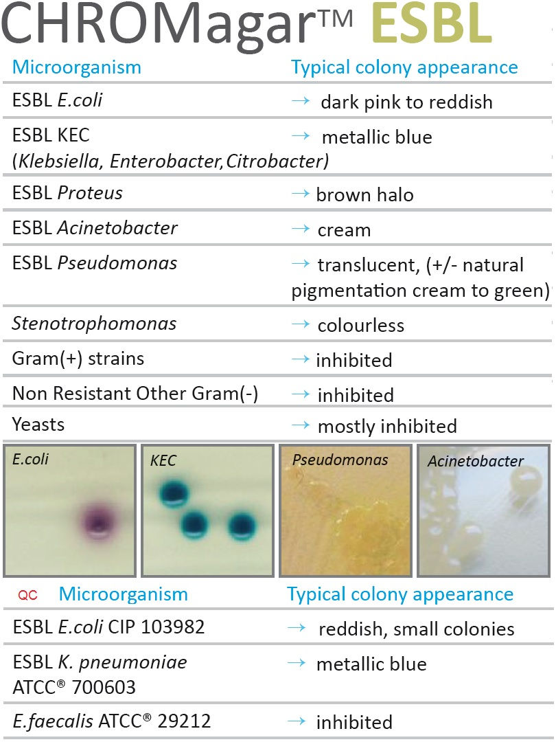 ESBL