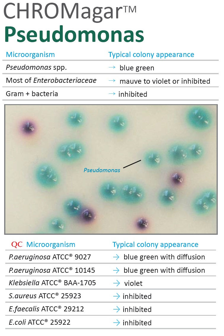 Pseudomonas