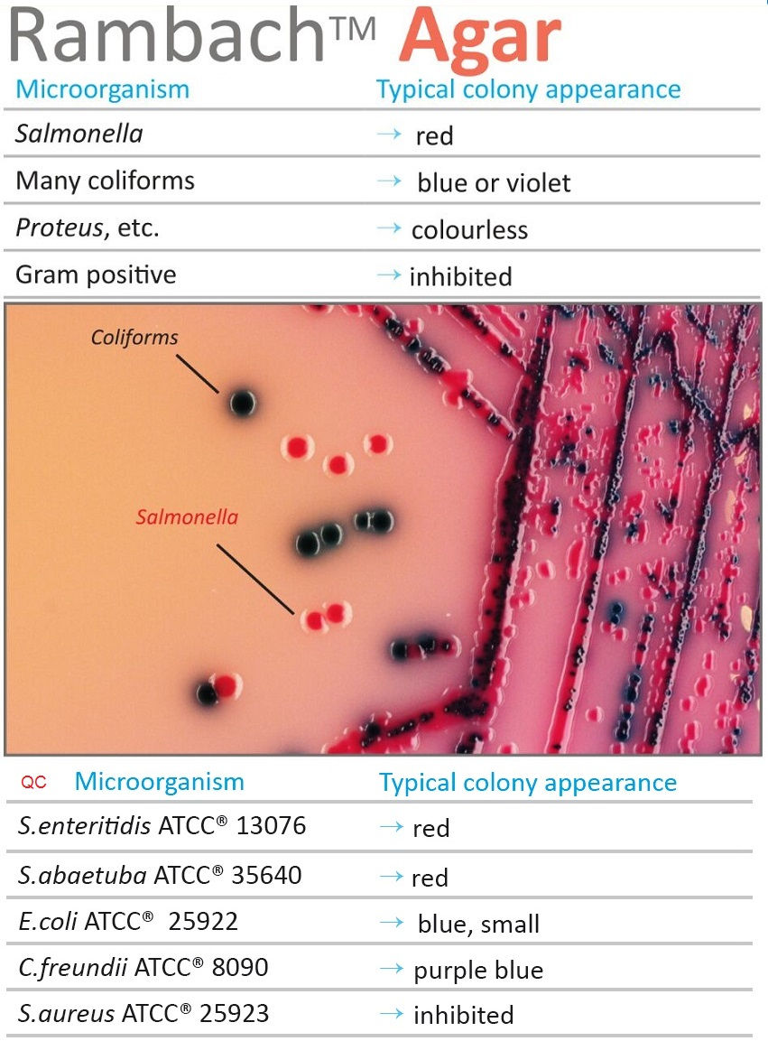 Rambach salmonella