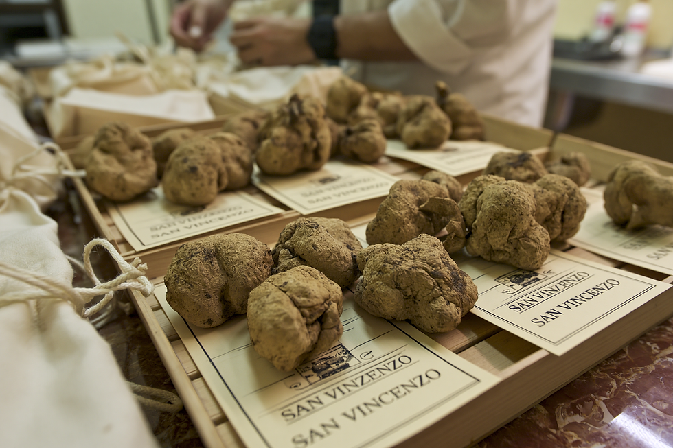 phatheon_a_still_life_in_tuscany_of_freshly_farmed_white_truf_2cc45734-5d5d-4652-9e5f-a6a6
