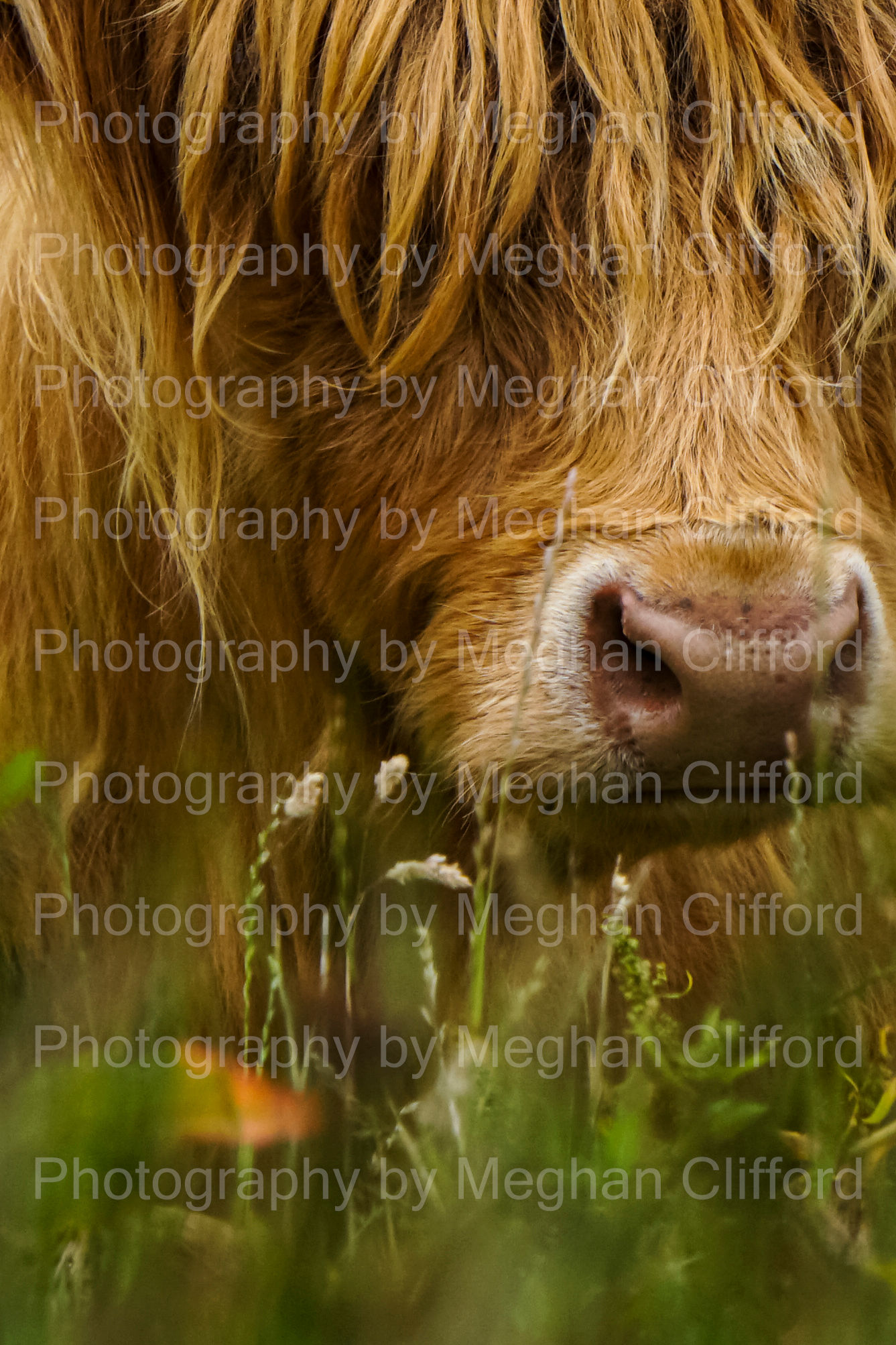 Highland Coo Snoot