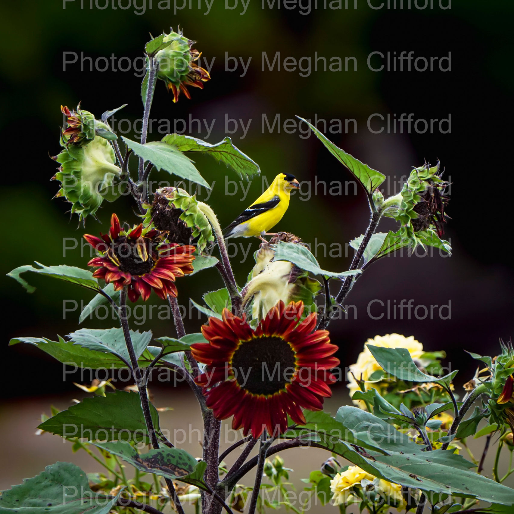 Golden Finch in Garden