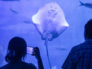 Récord de visitantes en Aquarium del Puerto de Veracruz durante Semana Santa
