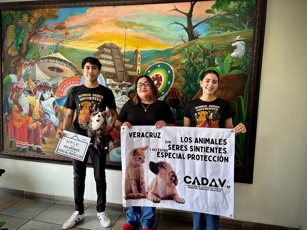 Plantean activistas prodefensa de los animales, reconocer a los animales como seres sintientes