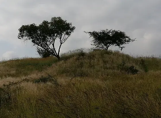 Piramide circular de sitio arqueológico La coronilla tapado por maleza