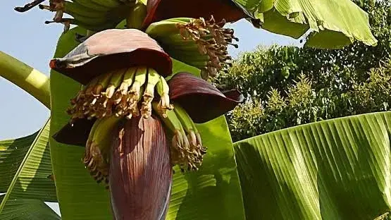 A Banana Blossom. Image Source: Belongs to Respective Owner.