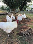 White Australorp.JPG