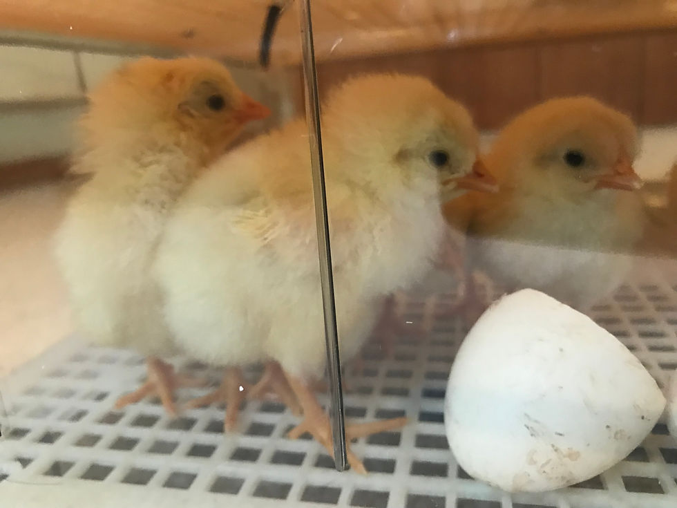 Thumbnail: Janoel Model 48 Automatic Egg Incubator