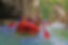rafting-in-osumi-canyon