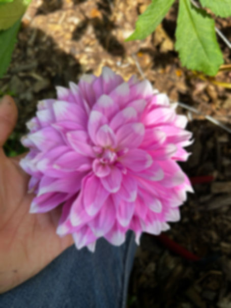 Bulk Pink Gingham- must order 25+  