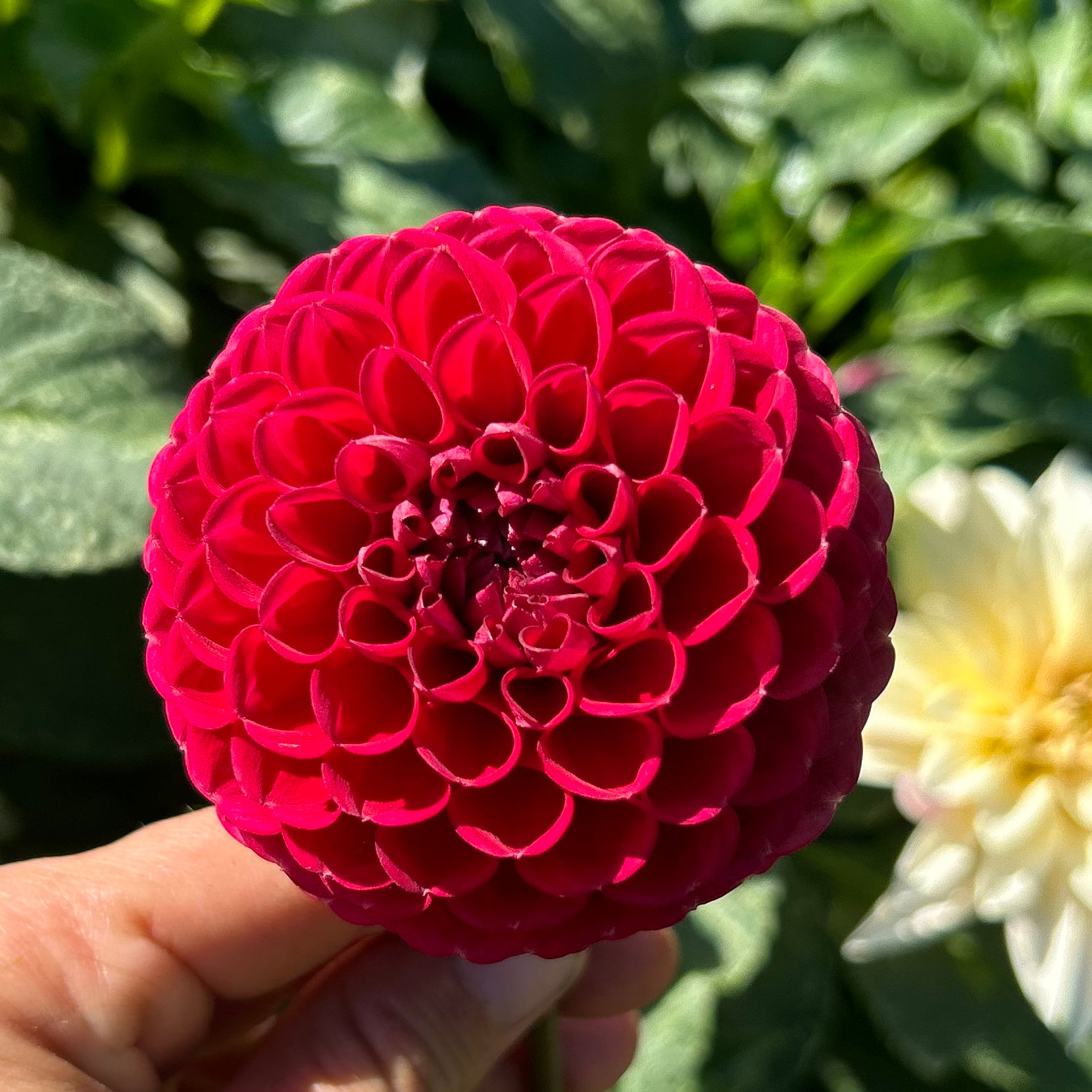 Cornel Dahlia Tuber