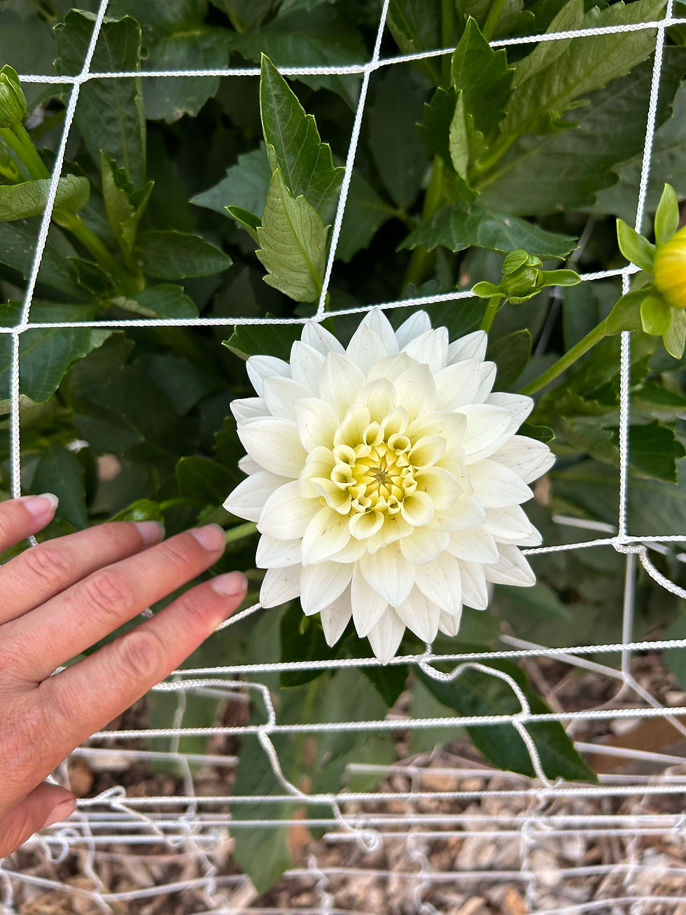 Thumbnail: 6 pack- Bride-to-Be Dahlia Tuber 