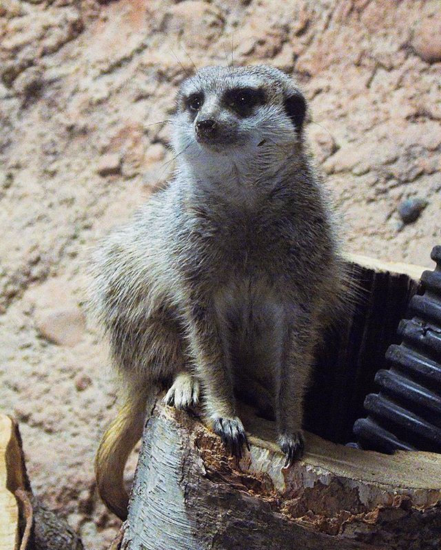 Meerkat