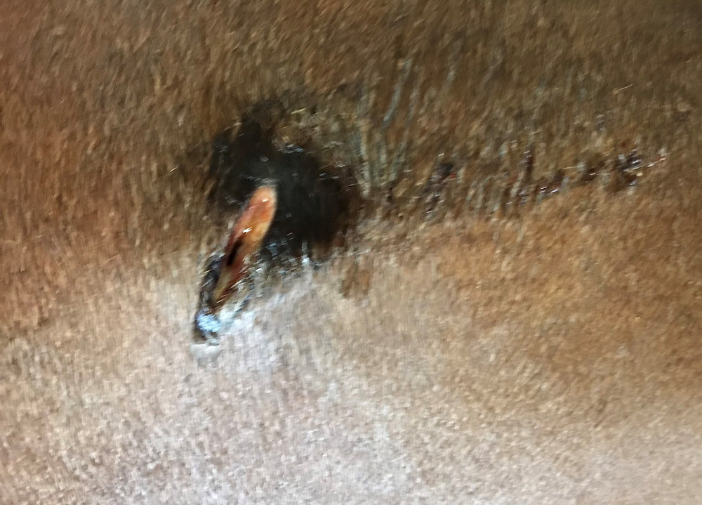 Class IV Laser Therapy Case Study Equine Wound Healing