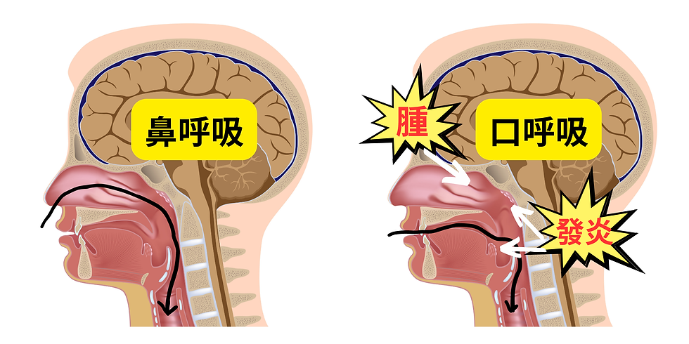 鼻呼吸 vs 口呼吸,對身體的影響