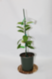 Marrs Orange (1gal)