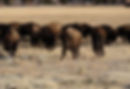 Bison Containment