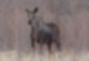 Cow Moose in a Creek Bottom