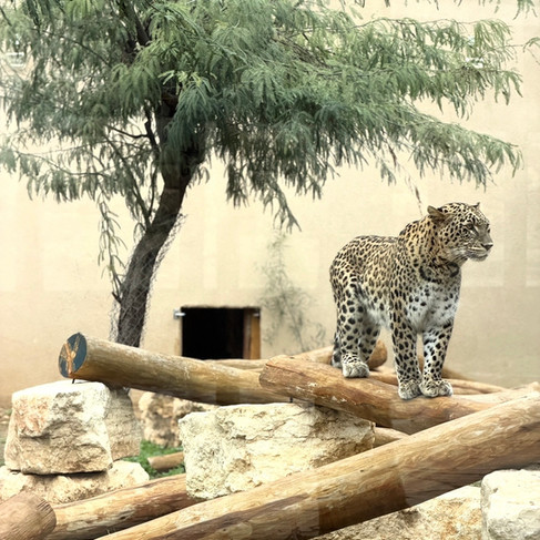 הוא גם מקלט לחיות בר, ועובד בשיתוף פעולה עם רשות הטבע והגנים ומטפל בחיות בר פצועות. בעלי חיים שהחלימו משוחררים בחזרה לטבע ואלו שאינם מחלימים לחלוטין ובעלי סיכויים נמוכים לשרוד בטבע נשארים במדבריום. האתר של יובי עם כל מה שיאמ, היכנסו וגלו את המסעדות שיובי הכי אהבה ושכל יום בלעדיהן הוא יום מבוזבז, אתר ביקורת מסעדות שף מפיה של לקוחה רעבה במיוחד. Yuvi Yam.