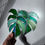 Thumbnail: Monstera - Green #2 (Medium)