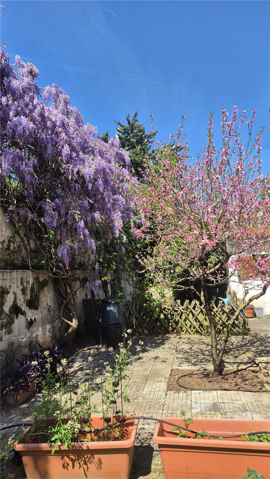 Glicínia e pessegueiro em flor num pátio – manutenção de jardins na Amadora