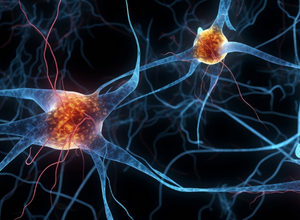 Neden Nörobilim? Hande Gül Çelik Anlatıyor.