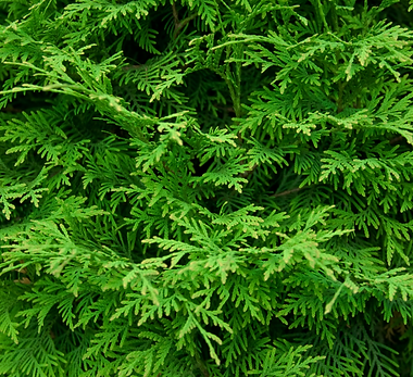 Arbor Vitae B.png