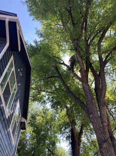 tree.house.colorado.springs