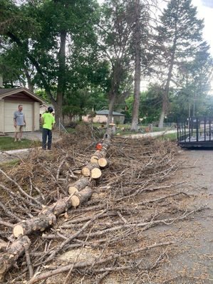 tree.cut.colorado.springs